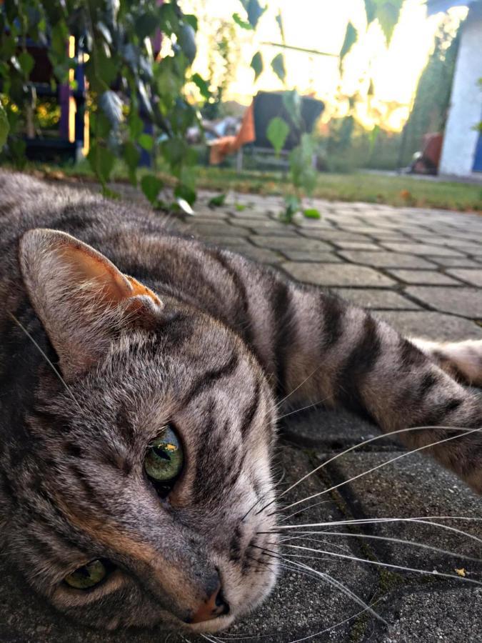 הוילה פיז' Cat Stone מראה חיצוני תמונה