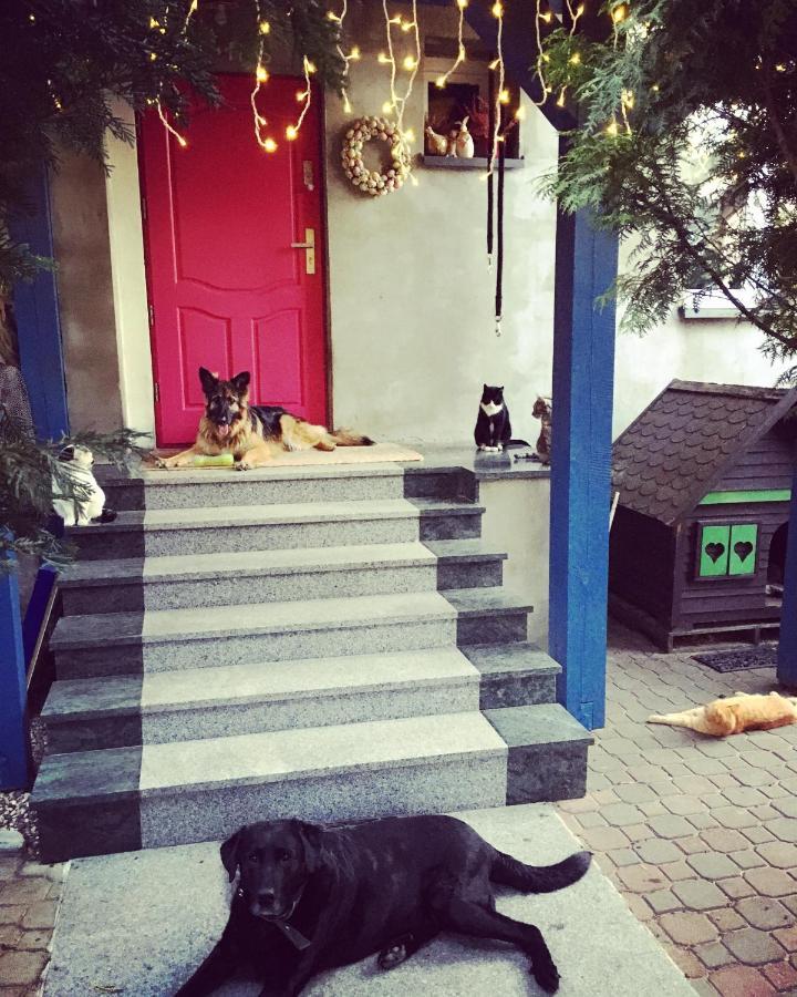 הוילה פיז' Cat Stone מראה חיצוני תמונה