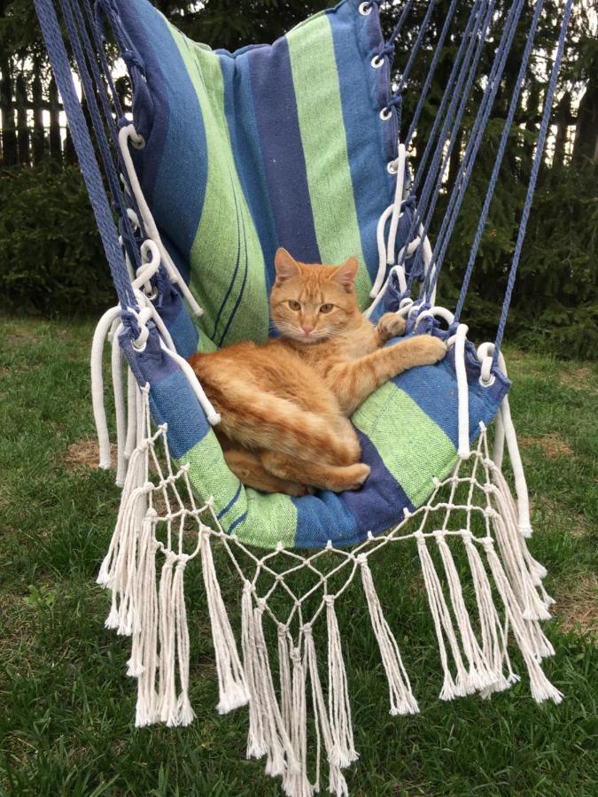 הוילה פיז' Cat Stone מראה חיצוני תמונה