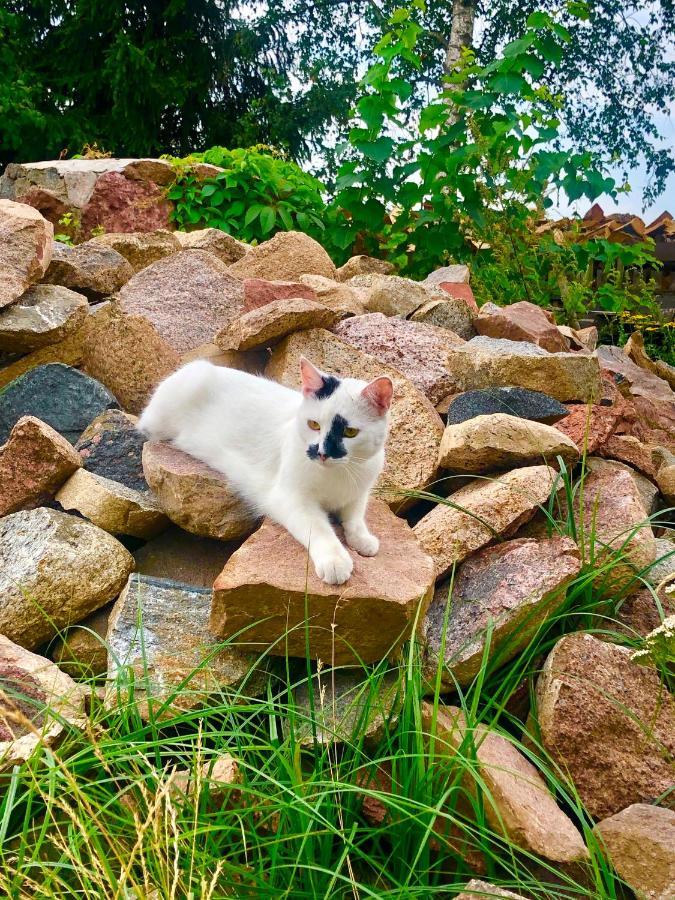 הוילה פיז' Cat Stone מראה חיצוני תמונה