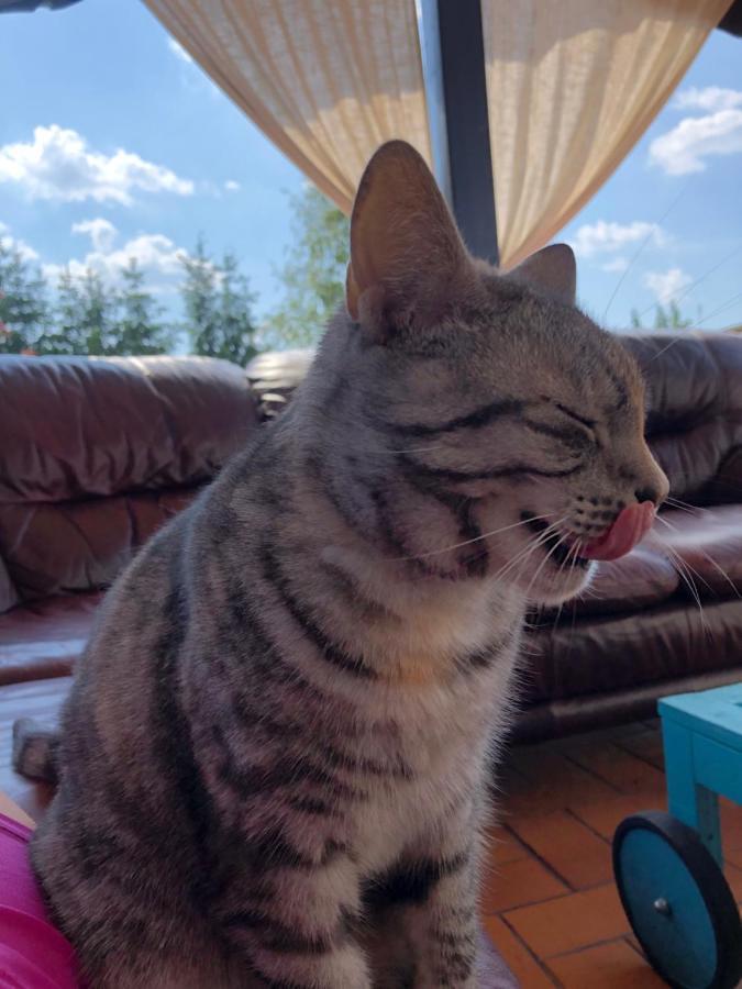הוילה פיז' Cat Stone מראה חיצוני תמונה